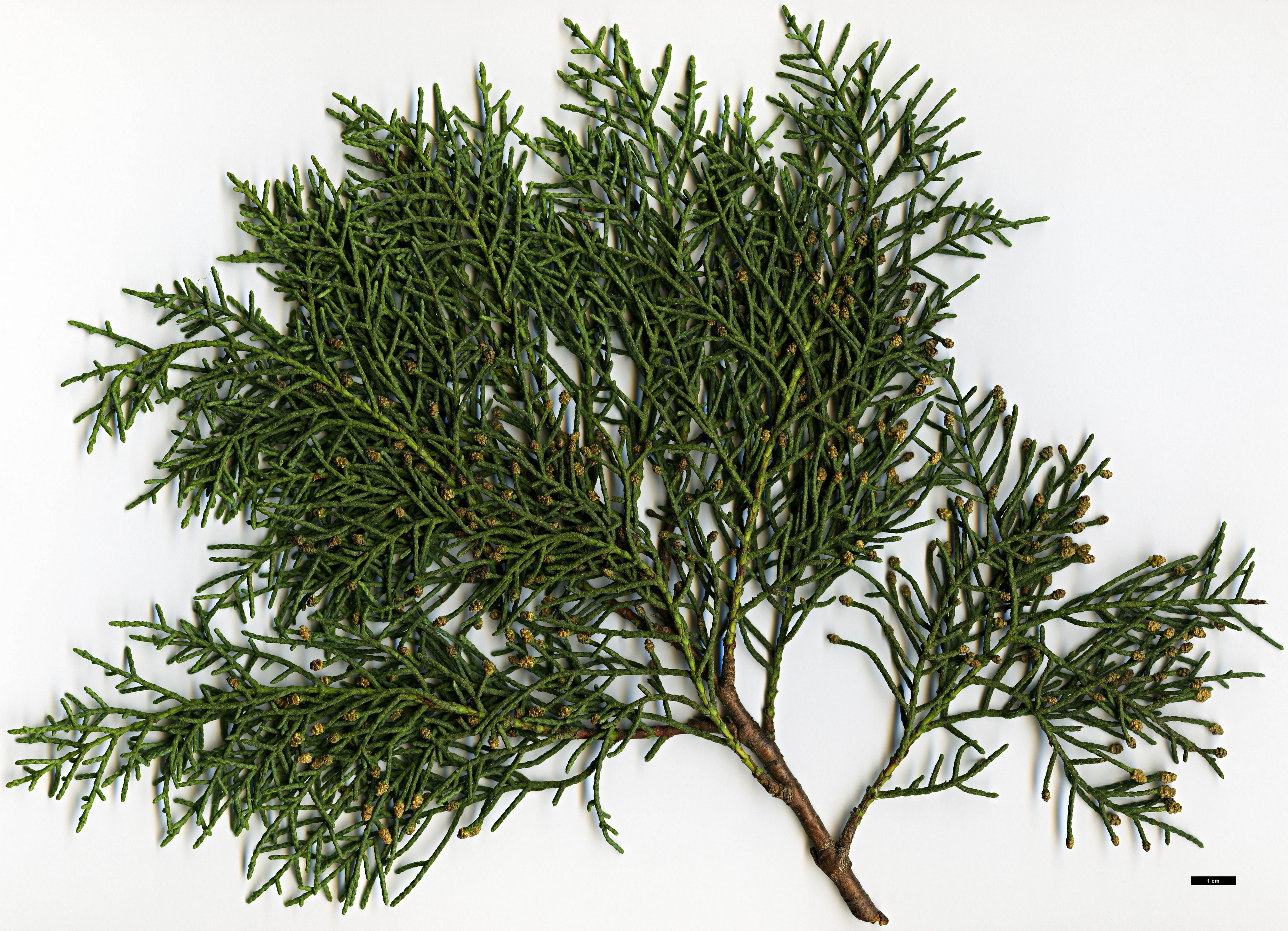 High resolution image: Family: Cupressaceae - Genus: Cupressus - Taxon: bakeri - SpeciesSub: subsp. matthewii